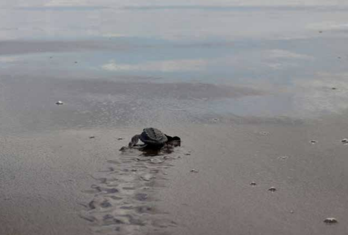 Baby turtle on black sand beach